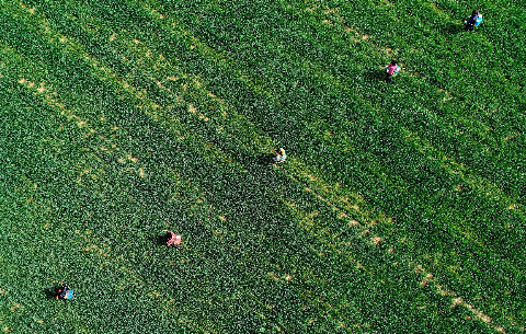 微視頻：這就是追趕春天的中國