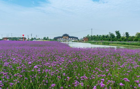 【新春走基層】滁河岸邊新年景