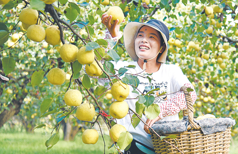 【喜迎省第十一次黨代會(huì)】豐收的田野更美麗