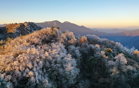 【“飛閱”中國(guó)】玉樹(shù)瓊花大別山