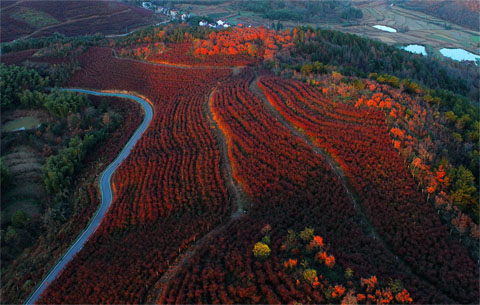 【“飛閱”中國】千畝藍莓紅滿坡