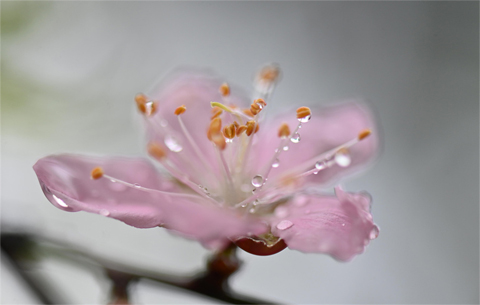 好雨知時(shí)節(jié)