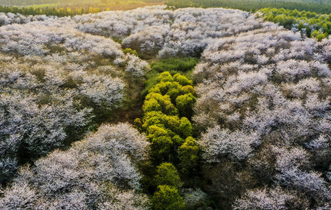 【“飛閱”中國】櫻花如雪 鄉(xiāng)村似錦