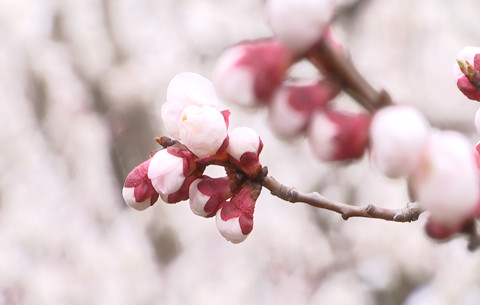 朵朵杏花迎風(fēng)開