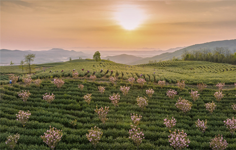 最是一年春好處|櫻花如約開 茶香溢山村