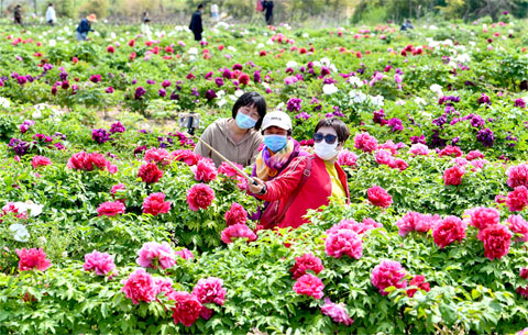 安徽亳州：牡丹花盛開引客來