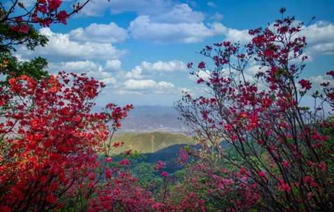 最是一年春好處|遍野杜鵑花 紅透金龍山