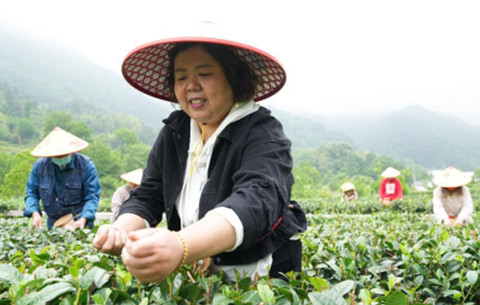 新華全媒+丨茶旅融合興山村