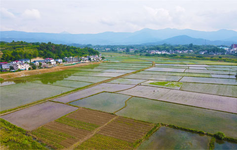 【“飛閱”中國】夏日田園 繽紛如畫