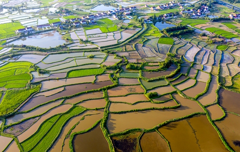 【“飛閱”中國(guó)】“稻蝦”連作好“錢(qián)景”