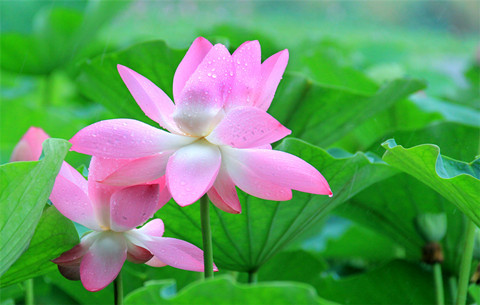 雨打荷 花滿塘