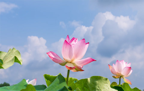 瞧，太空蓮開花了!