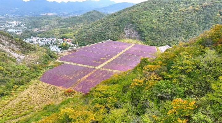 安徽銅陵：銅草花兒開(kāi) 礦區(qū)變“花海”