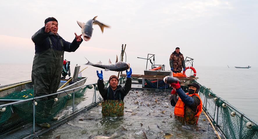 魚躍人歡豐收年