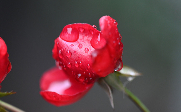 草木發(fā)芽 雨潤花開