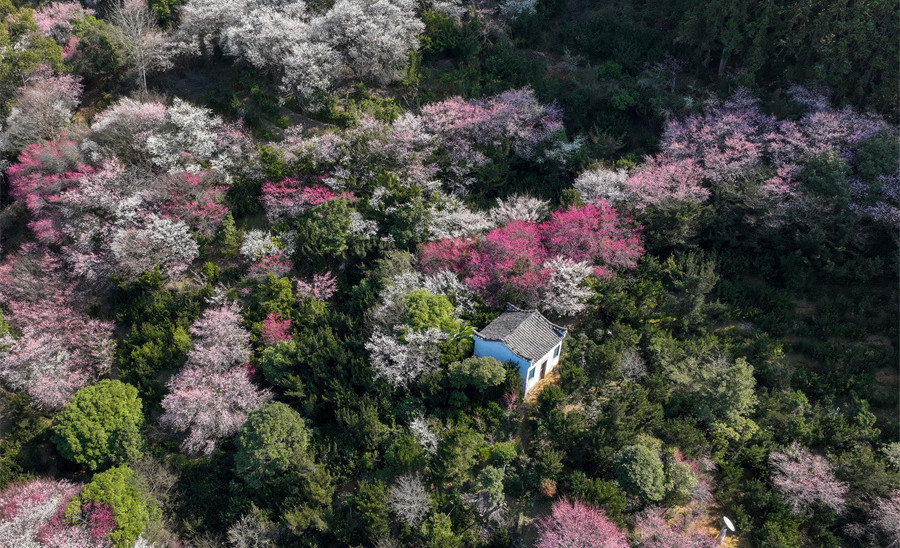 安徽黃山：賣(mài)花漁村春光美