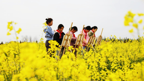 油菜花開鄉(xiāng)村美