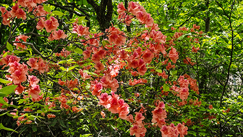 杜鵑花開 扮靚黃山